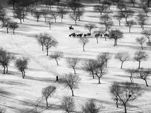 MP - 1403 Fotograf  Leif Alveen    Horses and trees 103  Guld